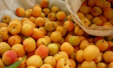 Абрикосы помогают улучшить пищеварение и снять отечность: мнение диетологов