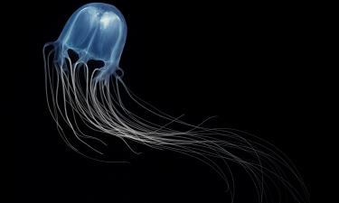 Яд кубомедузы опаснее яда кобры в сто раз — исследователи Квинсленда