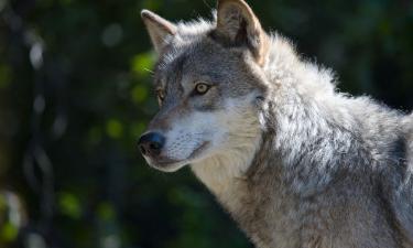Волчица в Канаде ловит крабов и рыбу с помощью рыболовных снастей — Heiltsuk
