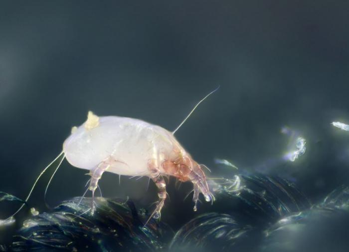 Current Biology: Клещи используют статическое электричество, чтобы атаковать жертву