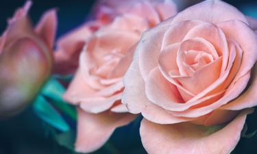 Шесть лет без Юлии Началовой: вышел альбом Вера — её последнее послание миру