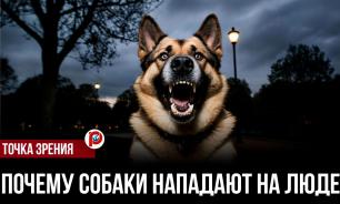 33 квадрата и прогулки по кругу: почему городская собака тихо сходит с ума