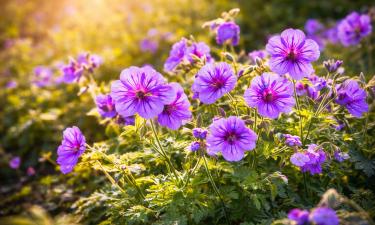 Журавельник прорастает после зимней стратификации — House Digest