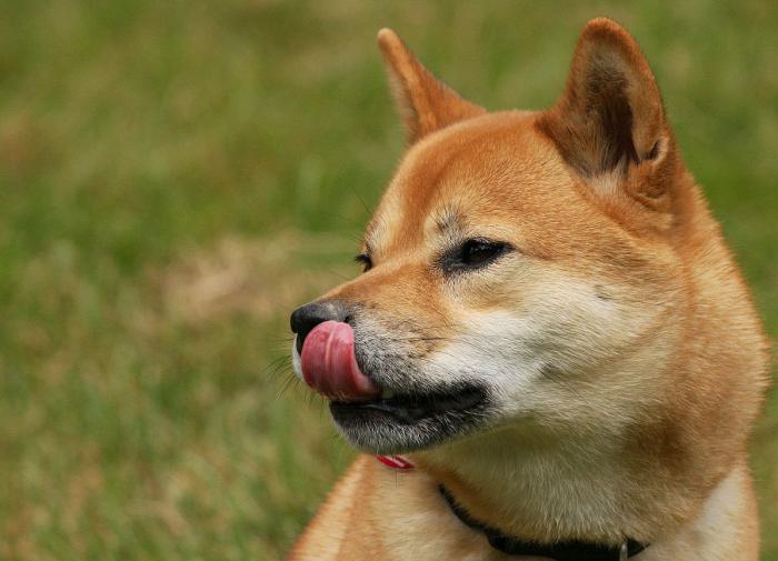 Ученые предложили новую версию возникновения "щенячьего взгляда"