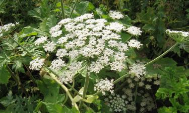 Борщевик отправил нижегородцев в больницу