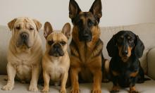 Милый взгляд, горький опыт: собаки, с которыми жизнь превратится в проблему