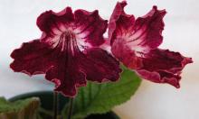 Живут там, где другим не выжить: комнатные растения, которым хватает даже призрачного света