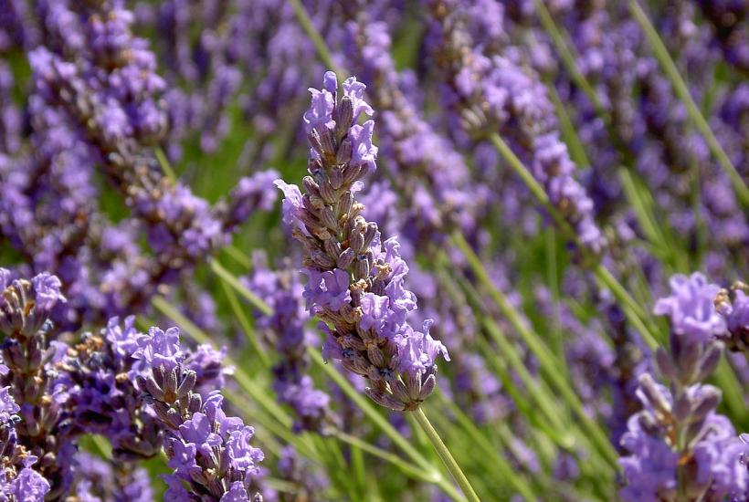 Лаванда