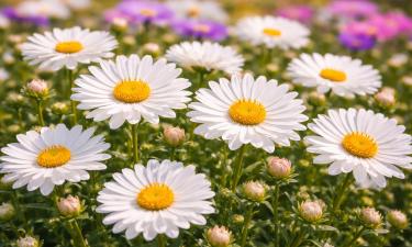 Зацветает в мае и держит клумбу до осени: многолетник, который меняется всё лето