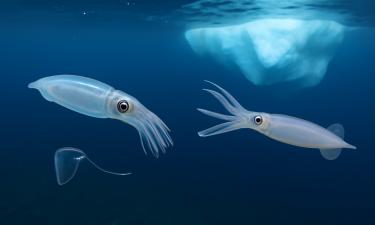 Учёные впервые засняли стеклянных кальмаров и гигантских кальмаров в Южном океане