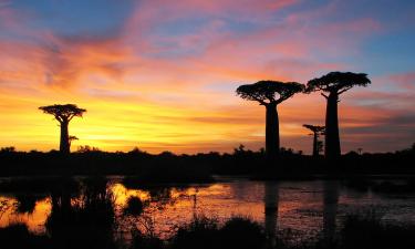 Африка теряет дыхание: гиганты саванны остаются без крылатых хранителей — природа готовит прощание