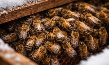 Пчёлы формируют зимний клубок и греют улей за счёт меда