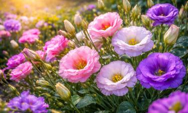 Эустома зацветает через 5–6 месяцев после посева