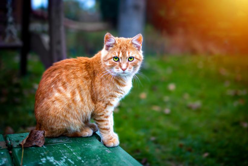 Рыжий кот Рыжий кот