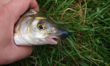 Неудобная рыба: почему рыбец вызывает столько проблем на рыбалке