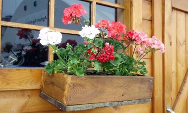 Банановая кожура и дрожжи помогают герани для цветения —  эксперт Кристина Хрустова