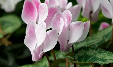 Персидский цикламен сохраняет цветение с осени до весны — Malatec