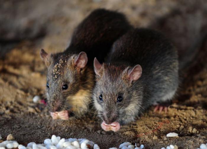 "Крысы пешком ходят". Беглова раскритиковали за ухудшение экологической ситуации в Петербурге