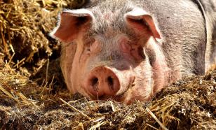 Guardian: в США вот-вот вторгнутся неуловимые "суперсвиньи"