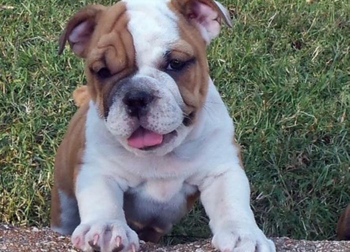 Венгерские ученые обнаружили способность бульдогов располагать к себе людей