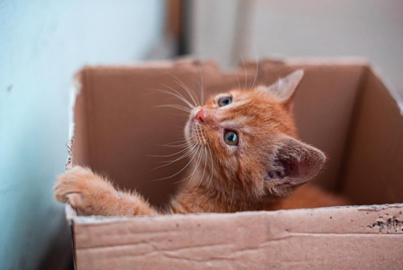 Котенок Шрёдингера Котенок Шрёдингера
