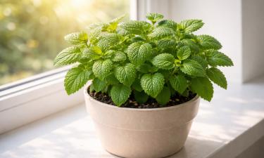 Мелиссе требуется не менее 5–6 часов прямого солнца — House Digest