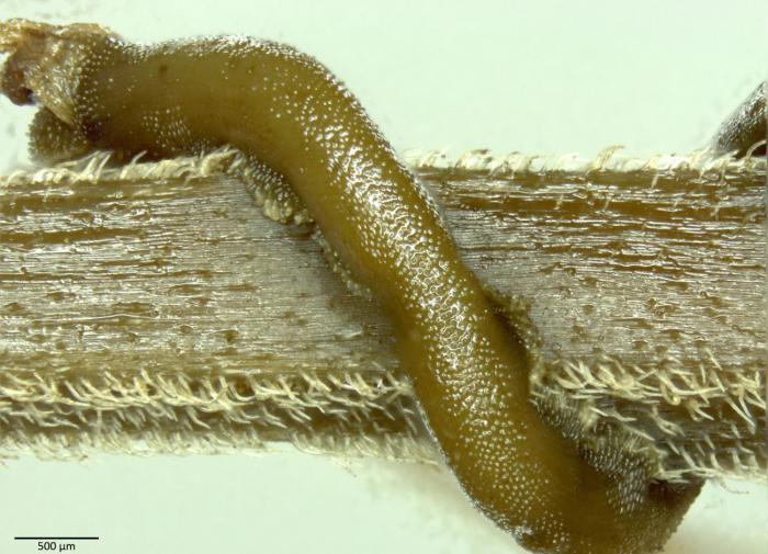 Китайские ученые обнаружили, что голопаразиты потеряли до трети своих генов в ходе эволюции