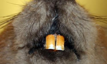 Бобры спровоцировали железнодорожную катастрофу в США