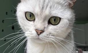 Зооинженер рассказала, как понять, что кошка любит хозяина