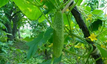 Молоко, йод и немного хитрости: малоизвестный способ спасёт ваш урожай даже в жаркое лето