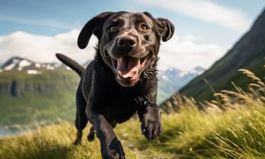 Собаки убегают на прогулке из-за охотничьих инстинктов — Питомцы Mail