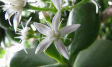 Нефритовое дерево размещают у входа для притока удачи — ouest-france