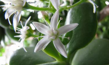 Нефритовое дерево размещают у входа для притока удачи — ouest-france