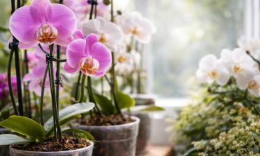 Дефицит удобрений мешает цветению орхидей при правильном поливе — Actualno