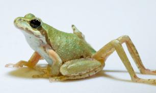 Исследователи из университета Тафтс вырастили лапу у лягушки