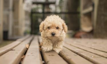 Мальтипу безопасна для аллергиков и дружелюбна к детям — мнение заводчиков