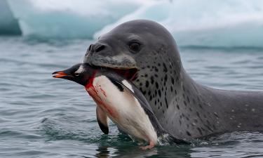 Морские леопарды нападают на пингвинов и других тюленей в Антарктике — биологи