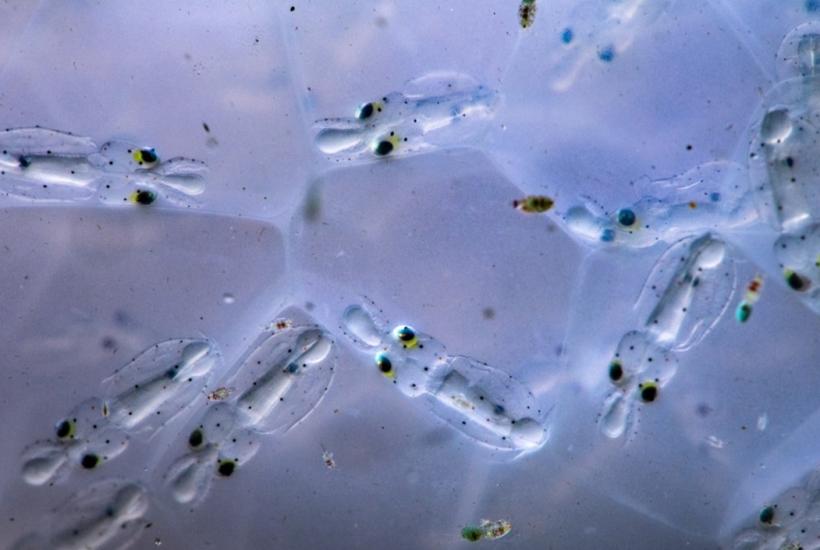 Малыши кальмара