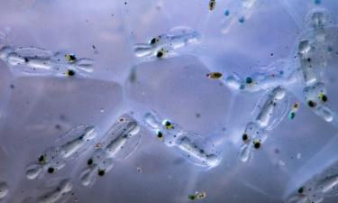 Самки опалесцентного кальмара погибают после откладывания яиц — биолог Зейдберг