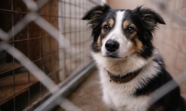 В Южной Корее закрываются фермы по разведению собак на мясо — Korea Herald