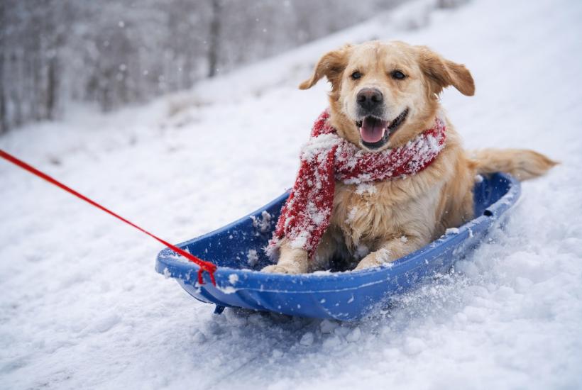 Собака в санках