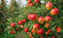 Червяк в яблоке отменяется: забытые хитрости предков делают плоды чистыми без капли химии