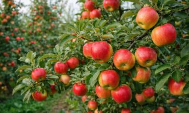Червяк в яблоке отменяется: забытые хитрости предков делают плоды чистыми без капли химии