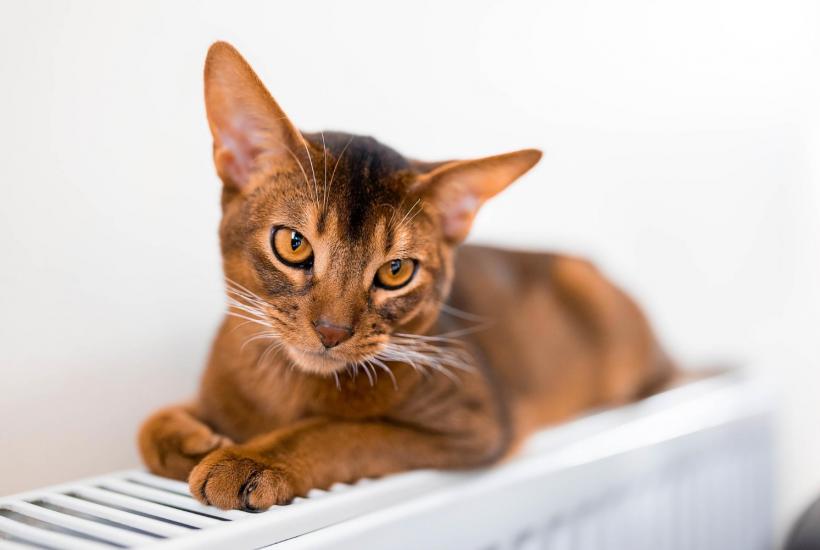 Абиссинский кот Абиссинский кот