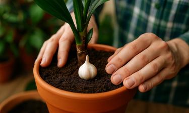 Цветы оживают без химии: секретный трюк с чесноком, о котором молчат флористы