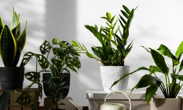 Эксперты объяснили, как уберечь комнатные растения от холода