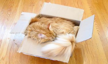 Интерес кошек к коробкам вызван эволюцией — фелинологи