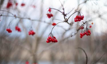 Рябина гранатная стала востребованным гибридом — издание "Сад и дача"