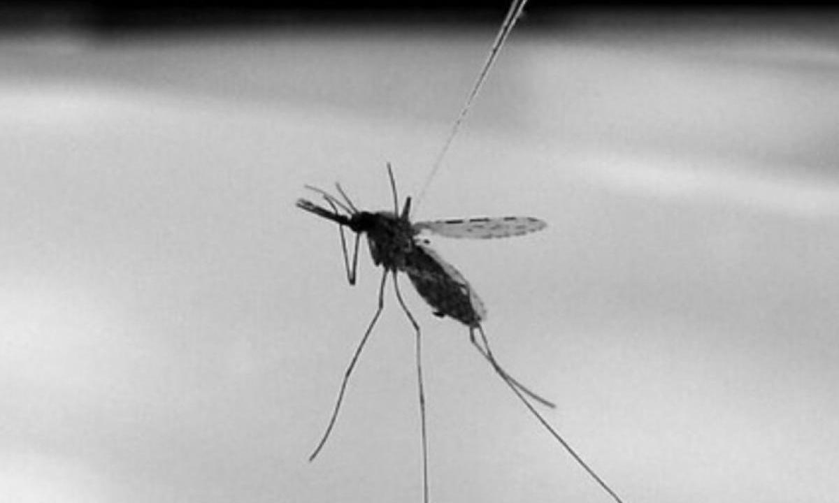 Китайский инженер создал систему ПВО для охоты за комарами