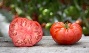 Агрономы назвали молоко эффективным средством для подкормки и защиты томатов